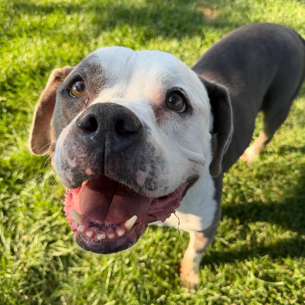 Velma, a Adoptable Mixed Breed in Murray, UT image 3/5