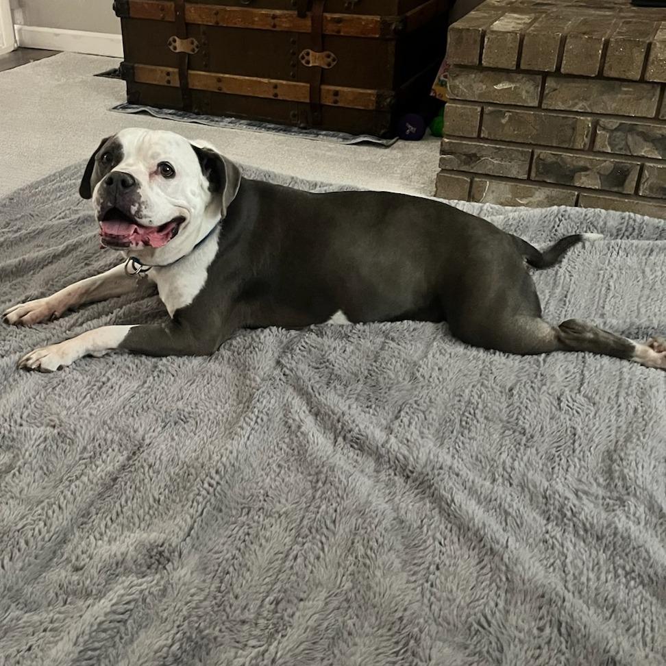 Velma, a Adoptable Mixed Breed in Murray, UT image 4/5