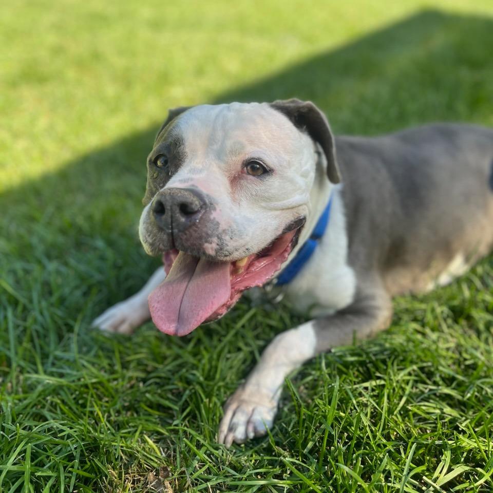 Velma, a Adoptable Mixed Breed in Murray, UT image 5/5