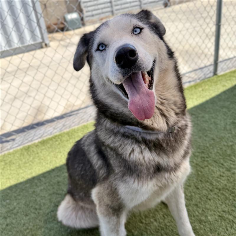 Enlarge Coqui, a Adoptable mixed breed in Long Beach, CA image 1/1
