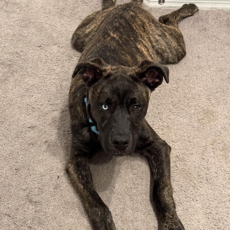 Baby Bear Kissy — thumbnail 2