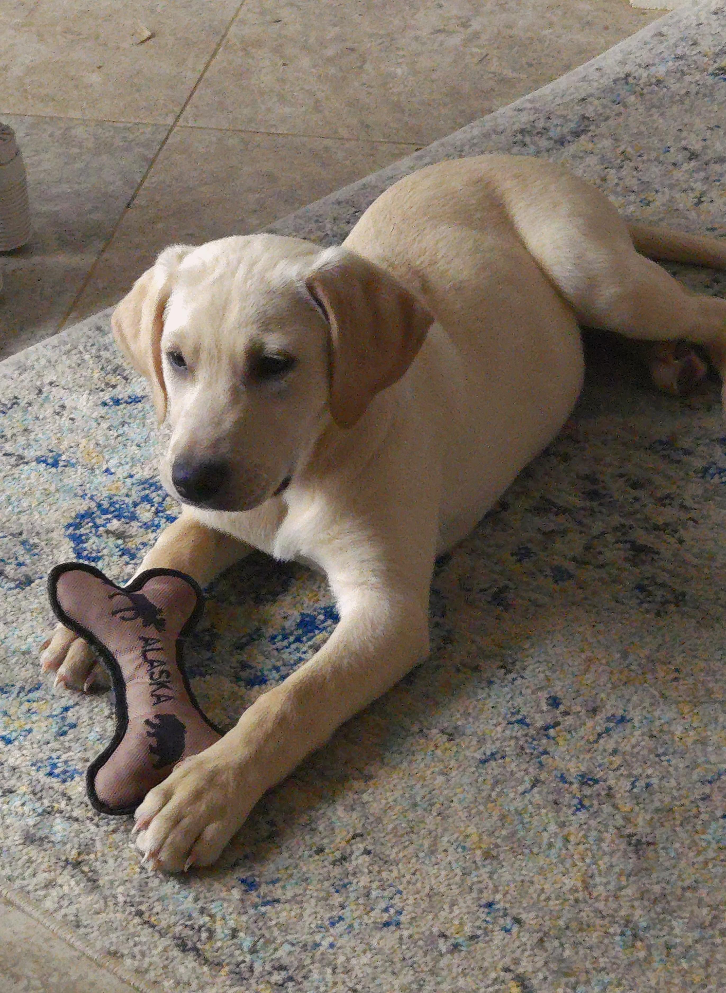 Wonka, Adoptable, Puppy Male Labrador Retriever.