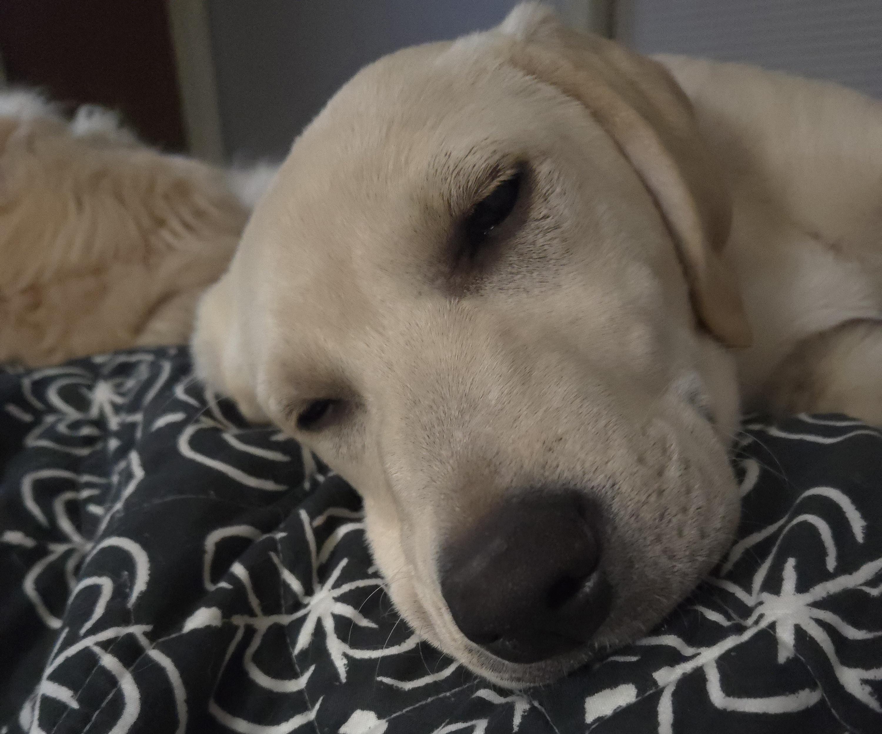 Enlarge Wonka, a Adoptable Labrador Retriever in Indianapolis, IN image 2/6
