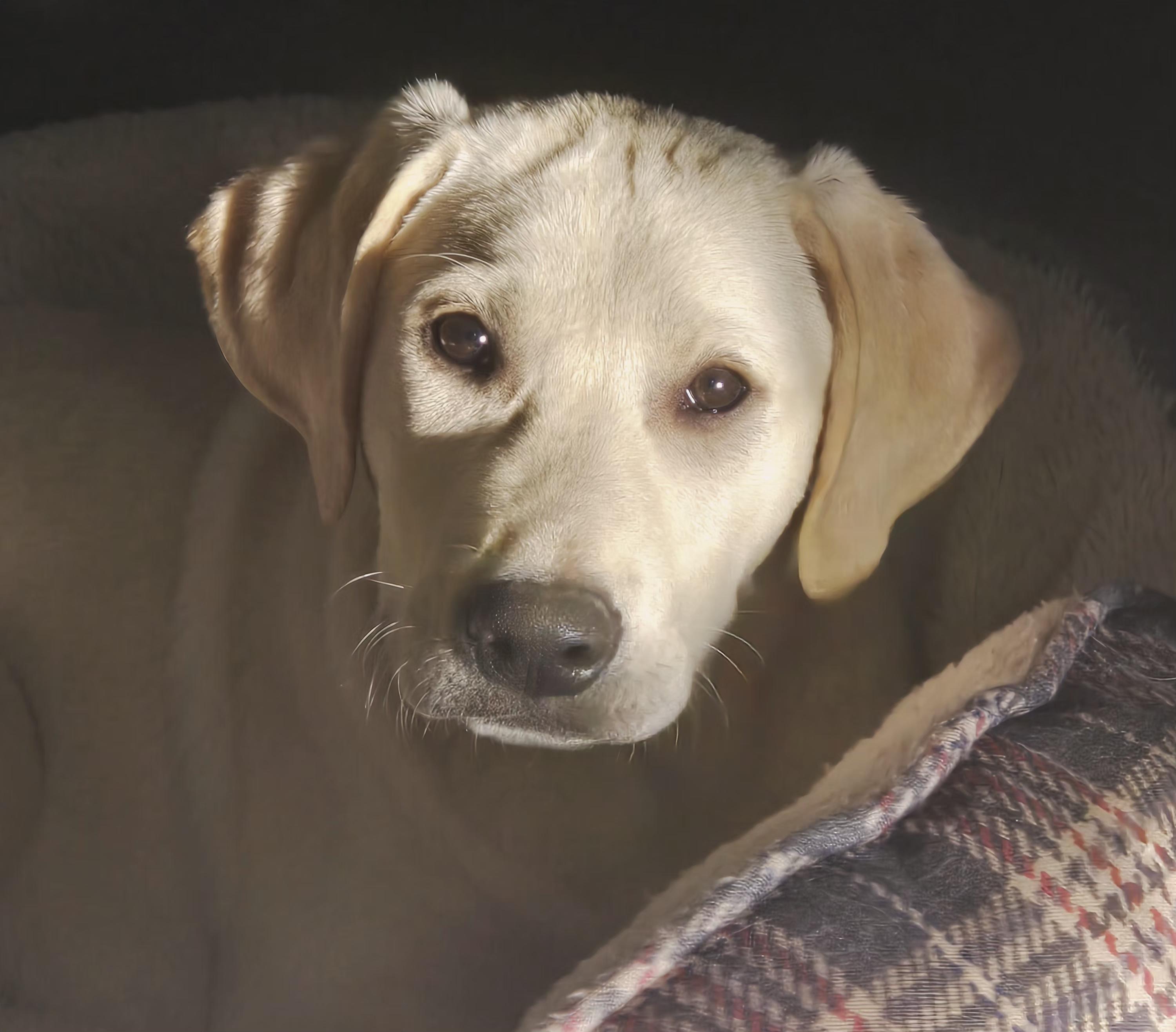 Enlarge Wonka, a Adoptable Labrador Retriever in Indianapolis, IN image 4/6