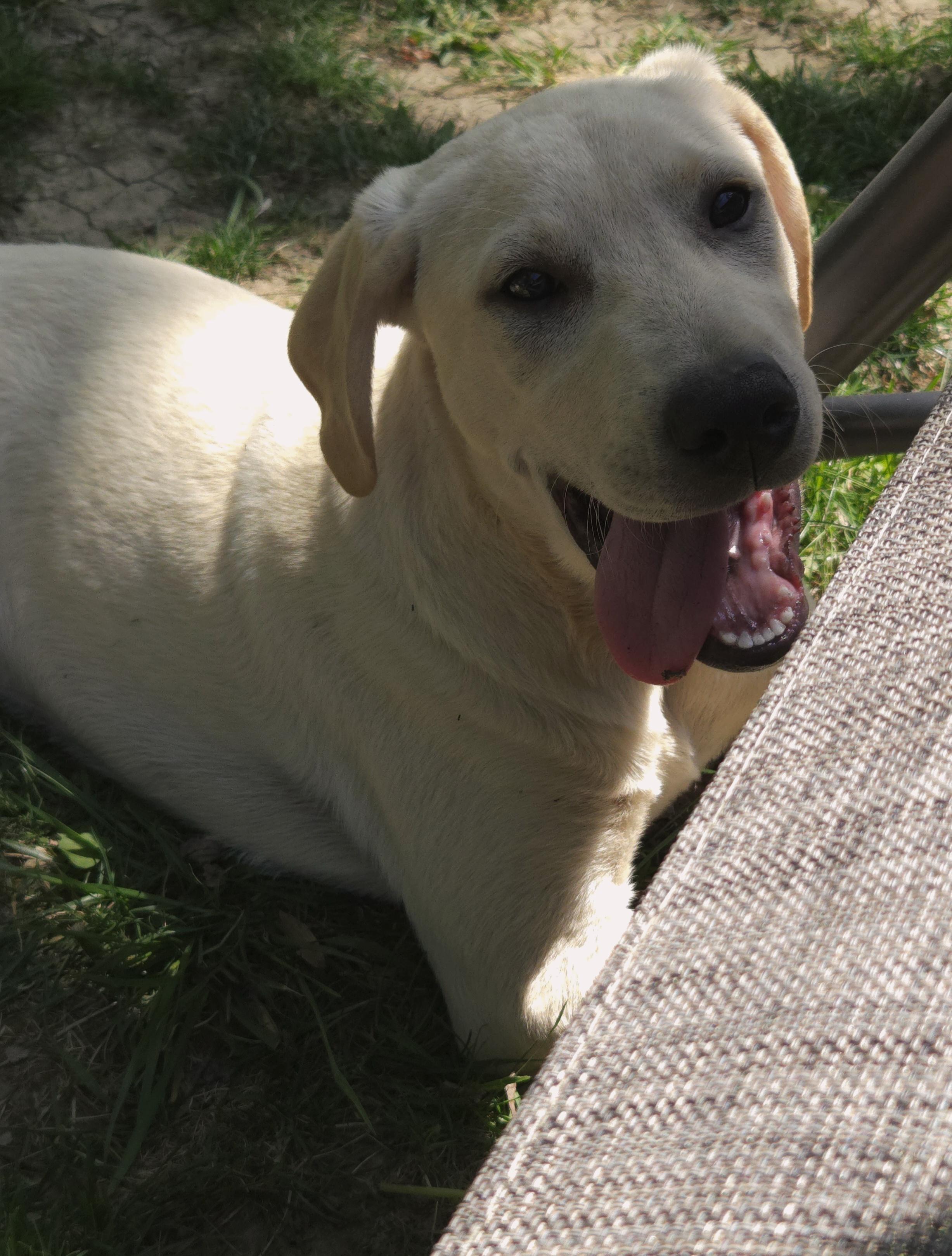 Enlarge Wonka, a Adoptable Labrador Retriever in Indianapolis, IN image 5/6