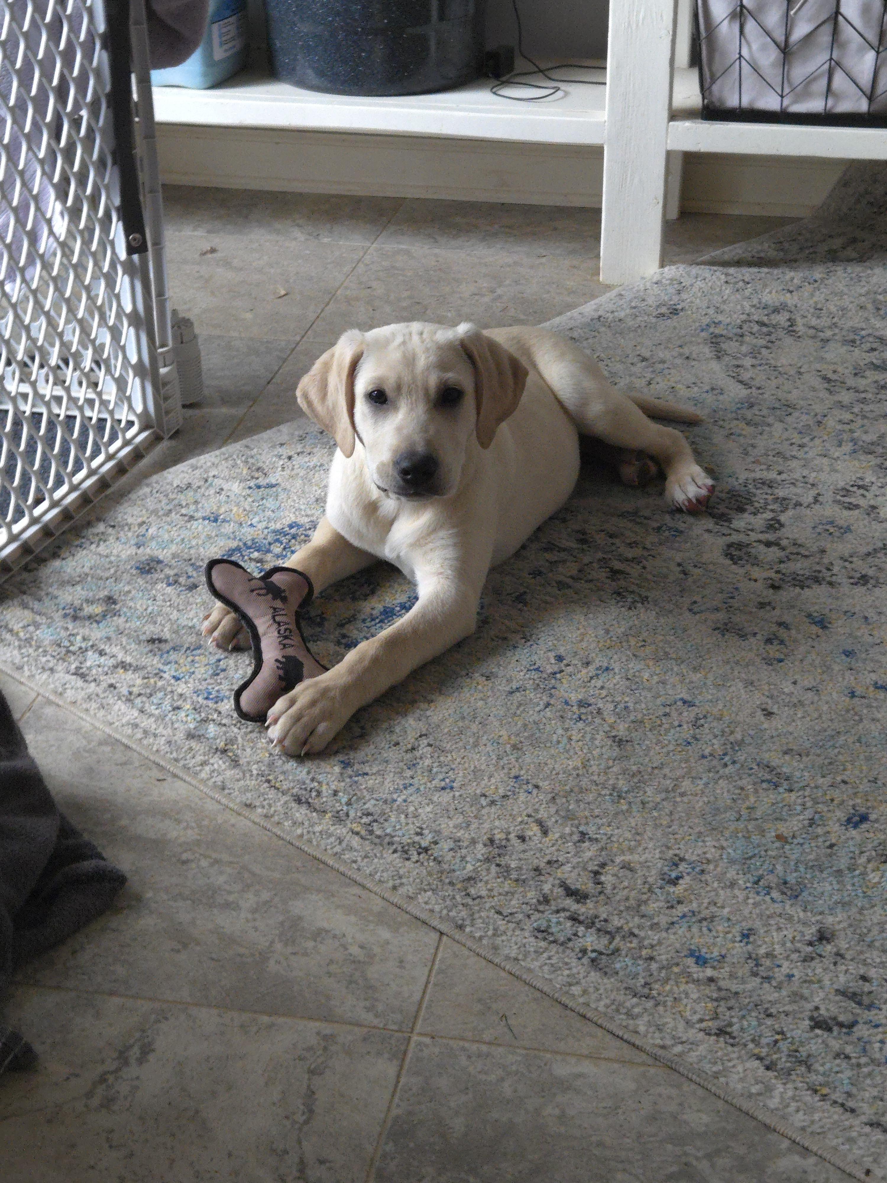 Enlarge Wonka, a Adoptable Labrador Retriever in Indianapolis, IN image 6/6