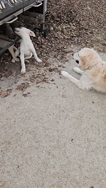 Enlarge Wonka, a Adoptable Labrador Retriever in Indianapolis, IN video 3/6