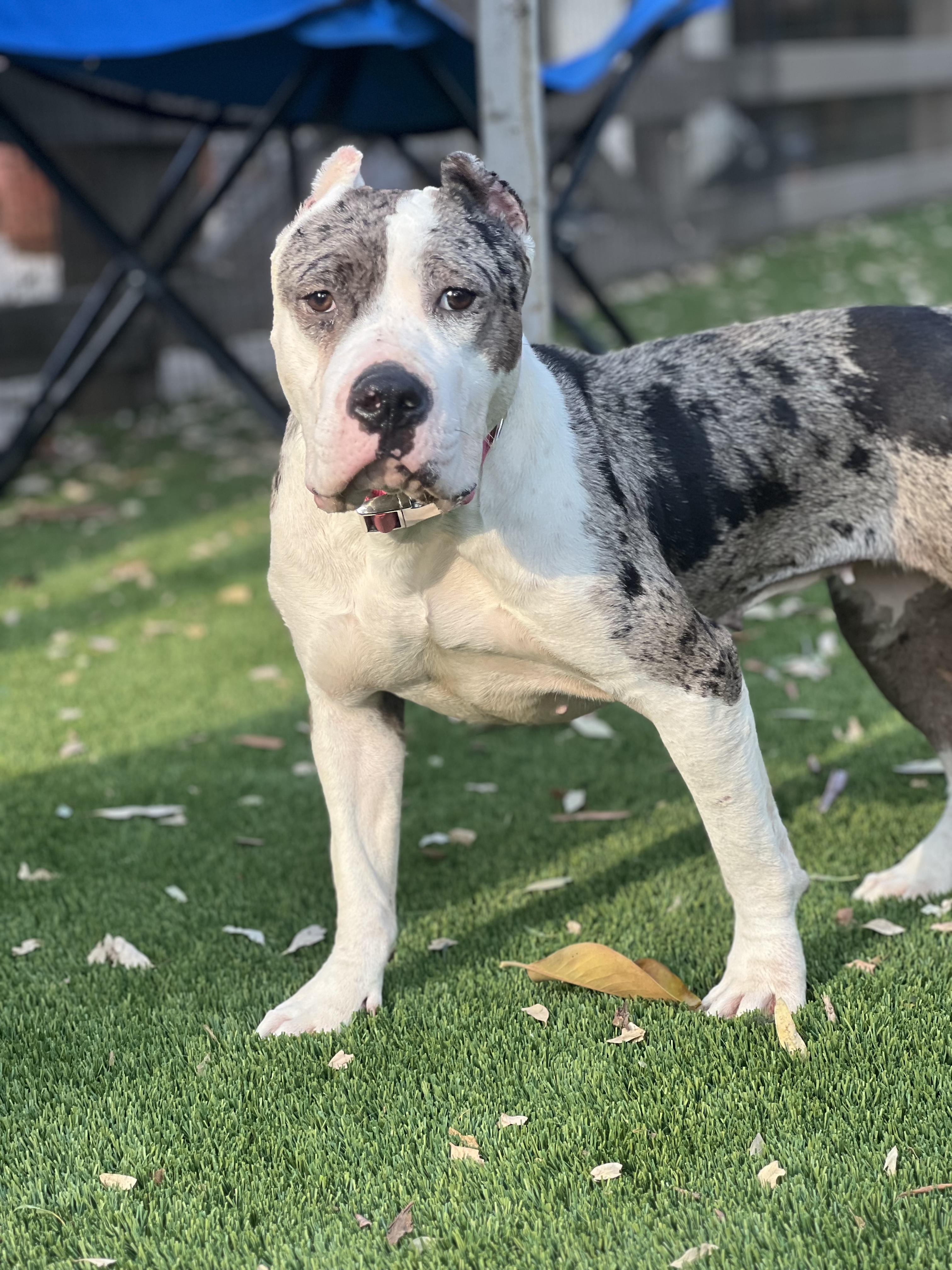 Patti, a Adoptable Pit Bull Terrier in West Hollywood, CA image 2/2