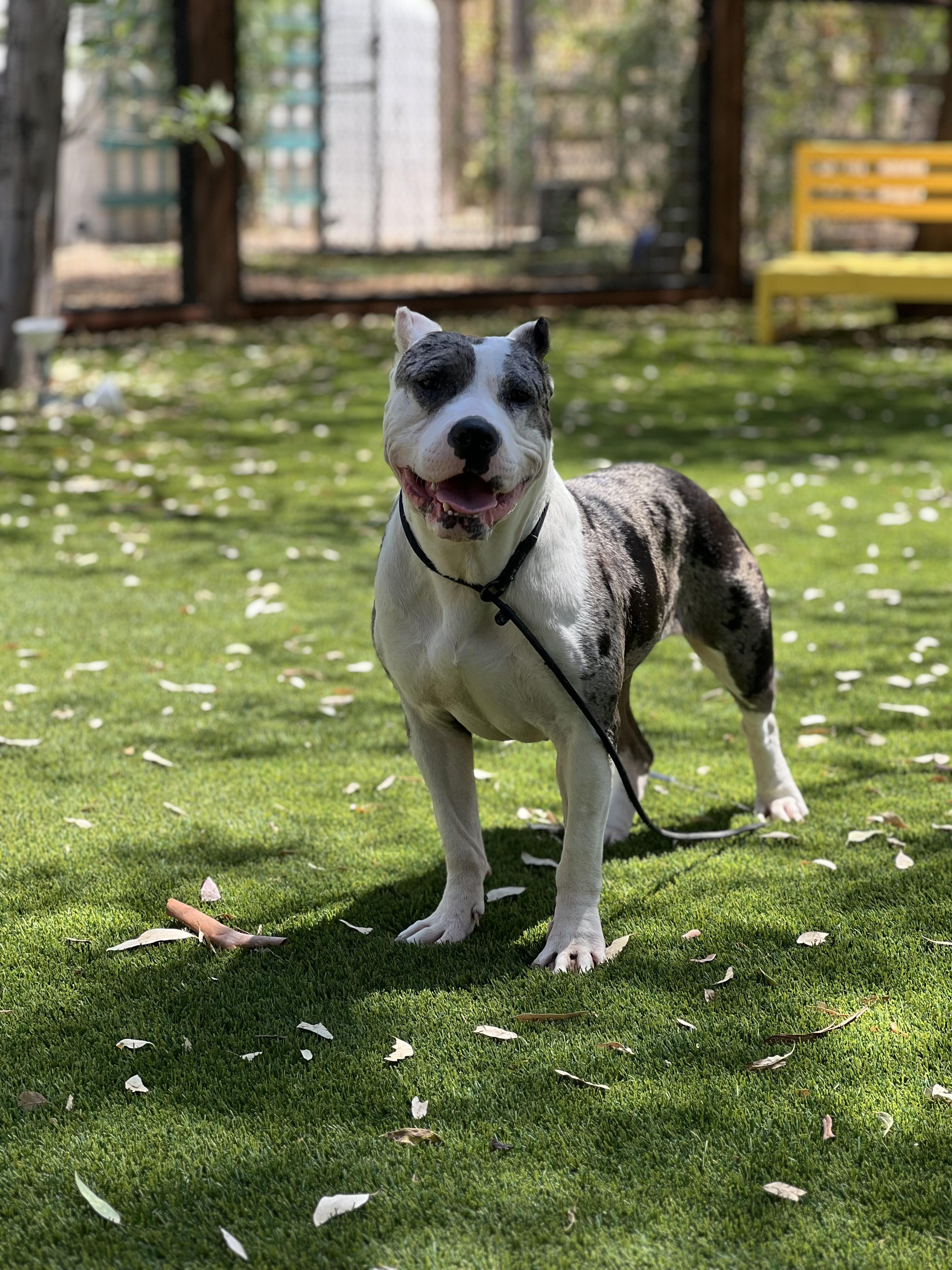 Patti, a Adoptable Pit Bull Terrier in West Hollywood, CA image 1/2