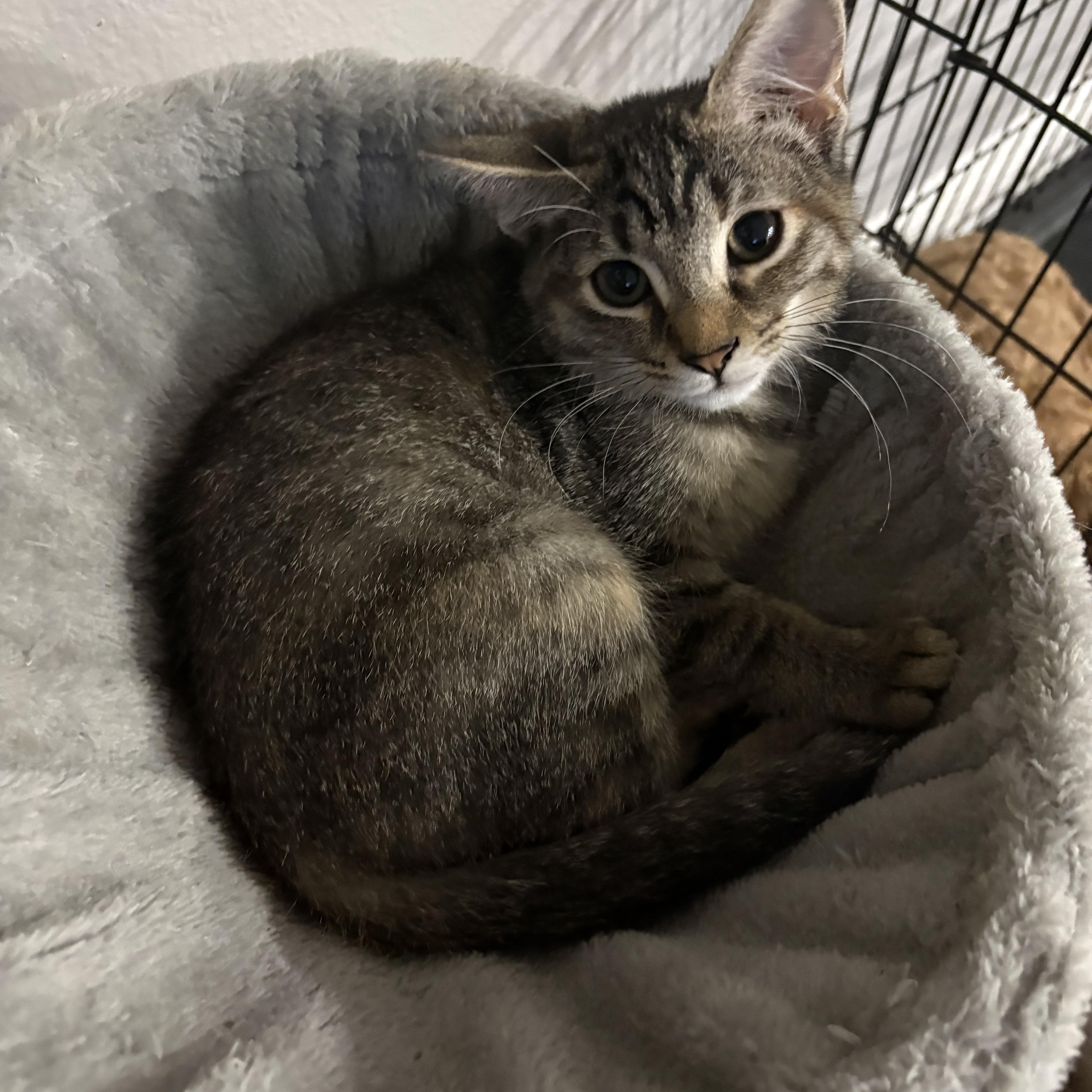 Enlarge Kringle, an adopted American Shorthair in Palm City, FL image 2/5