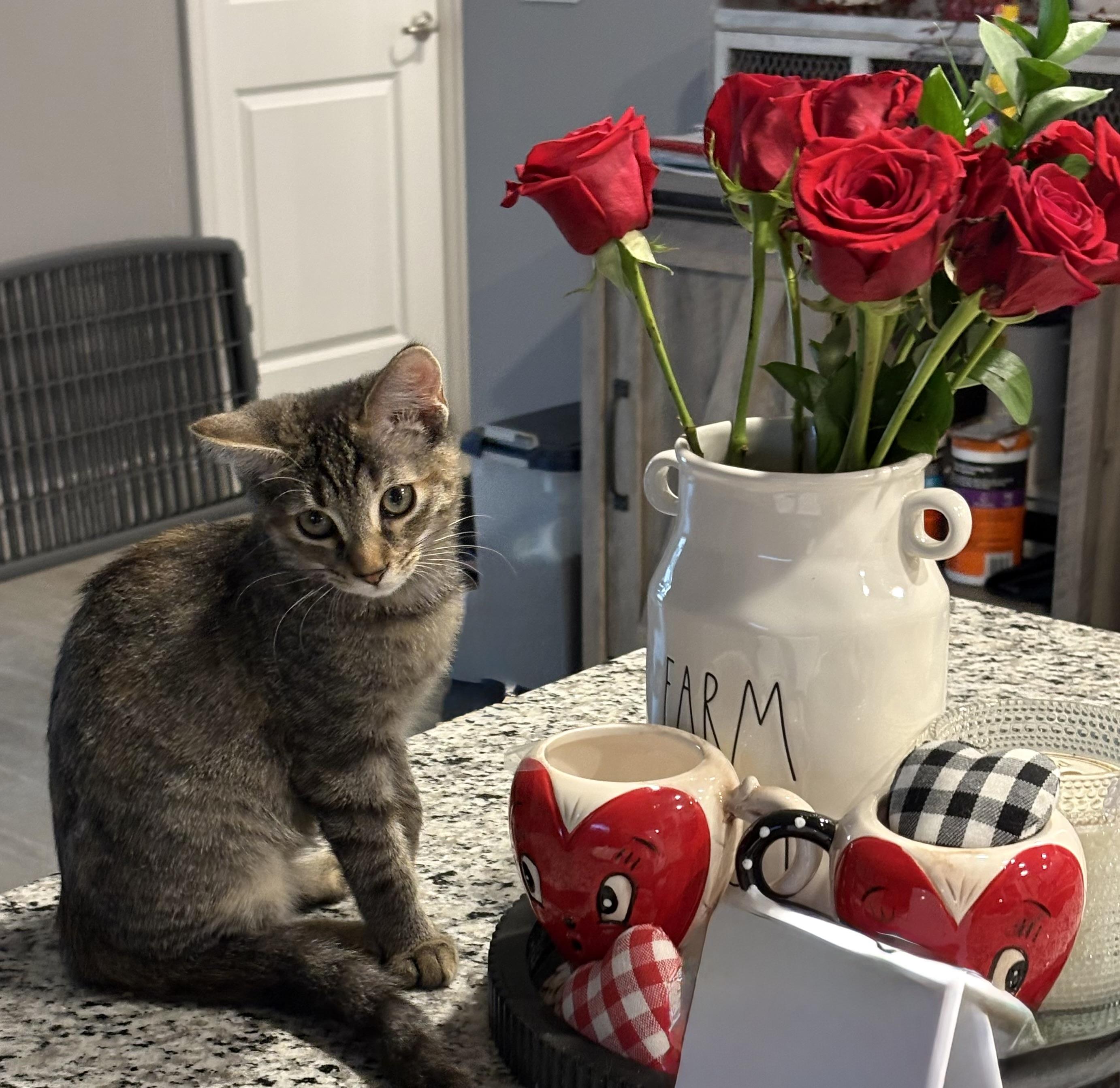 Enlarge Kringle, an adopted American Shorthair in Palm City, FL image 1/5