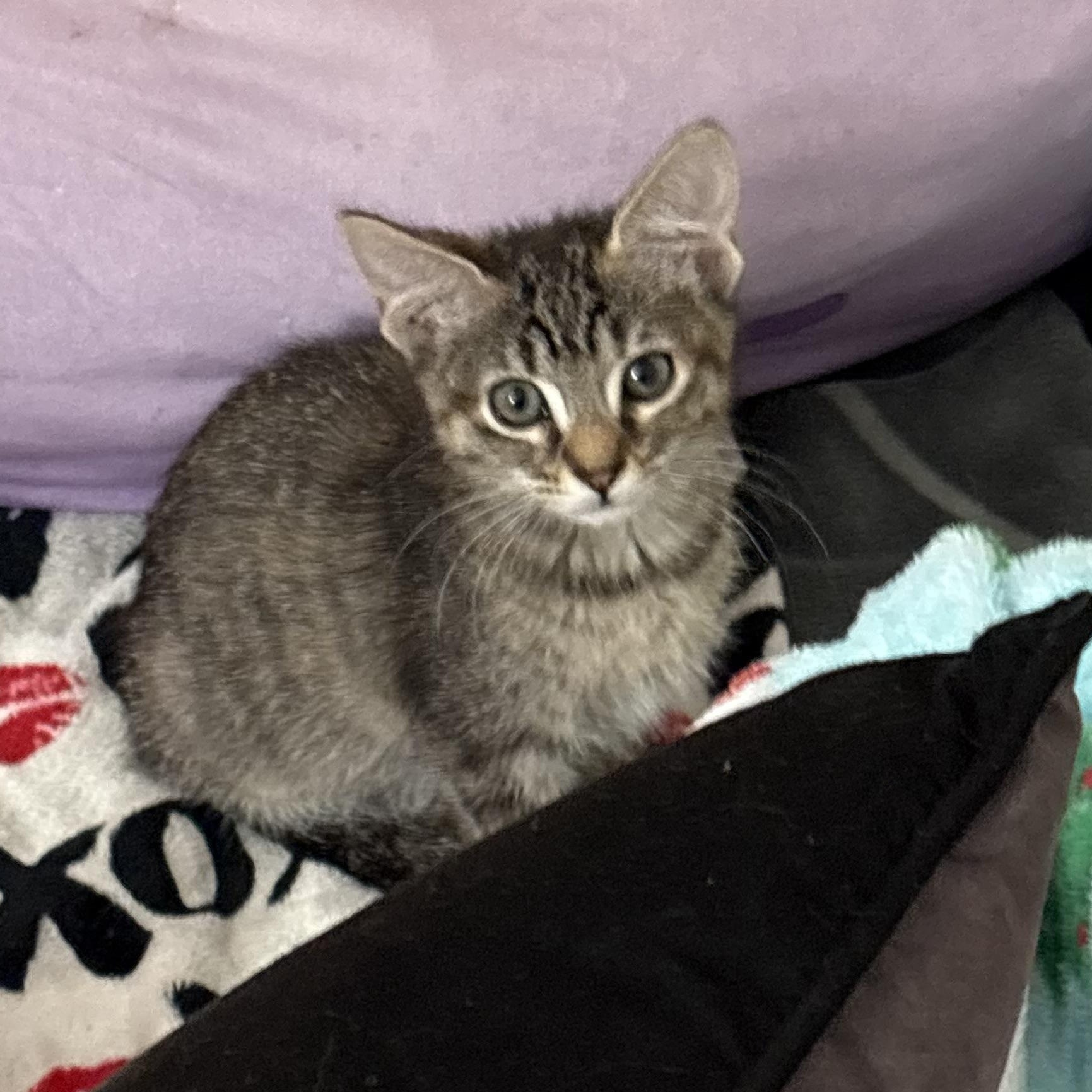 Enlarge Kringle, an adopted American Shorthair in Palm City, FL image 3/5