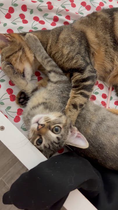 Enlarge Kringle, an adopted American Shorthair in Palm City, FL video 5/5