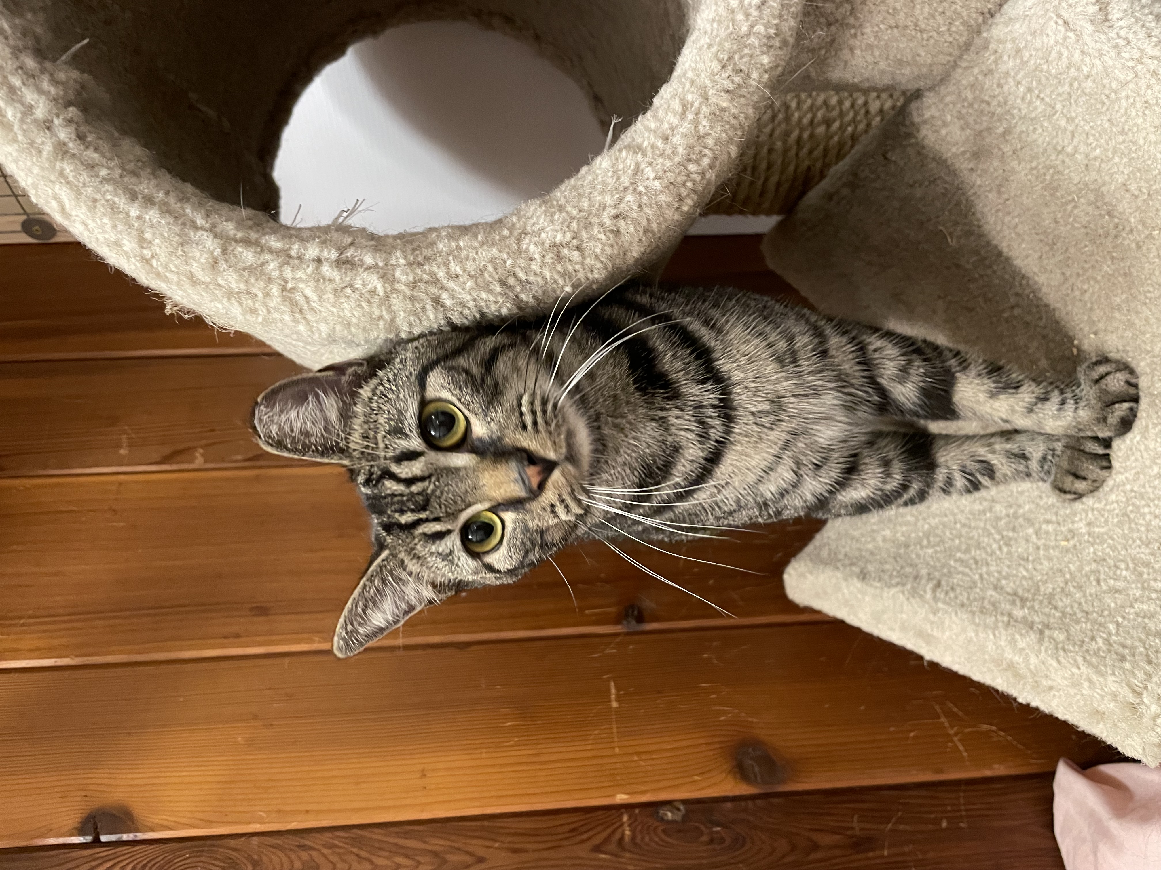 Taylor, Adoptable, Young Male Domestic Short Hair.