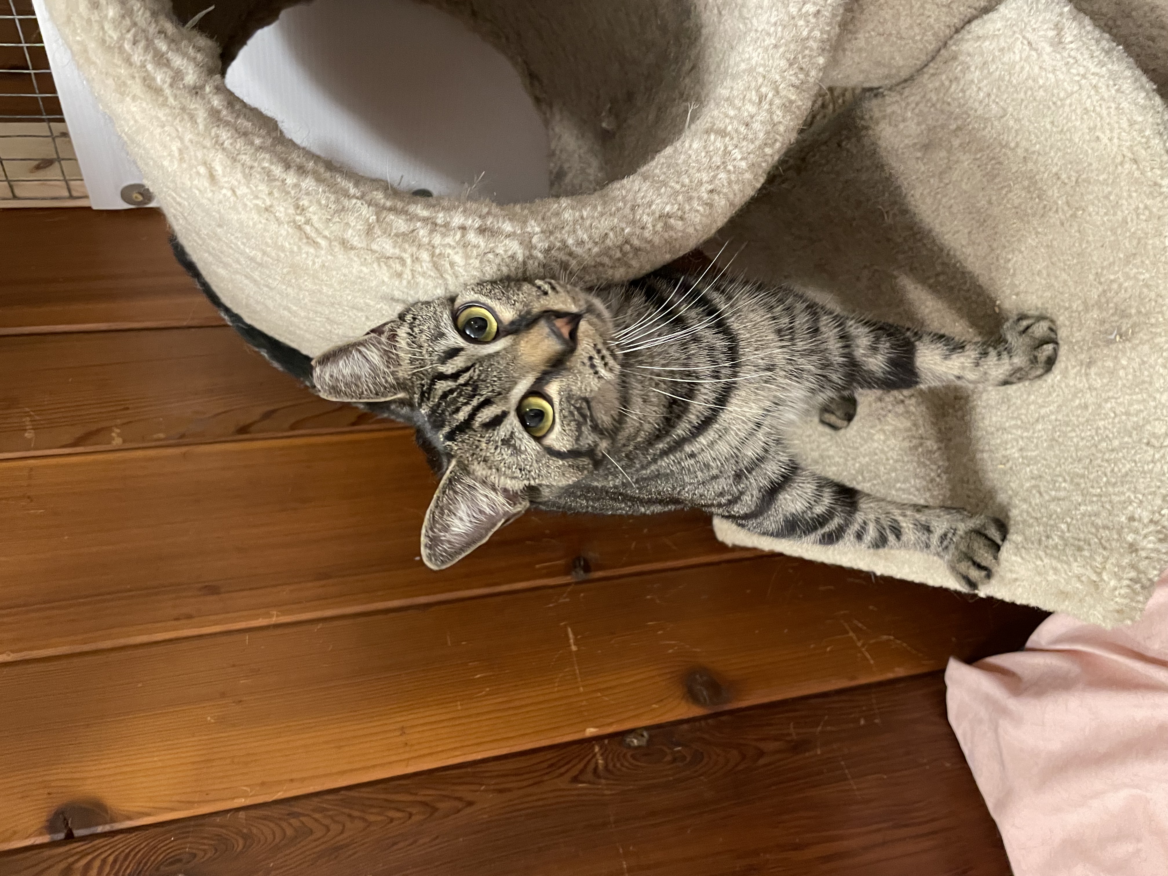 Taylor, a Adoptable Domestic Short Hair in Lakewood, NY image 2/2