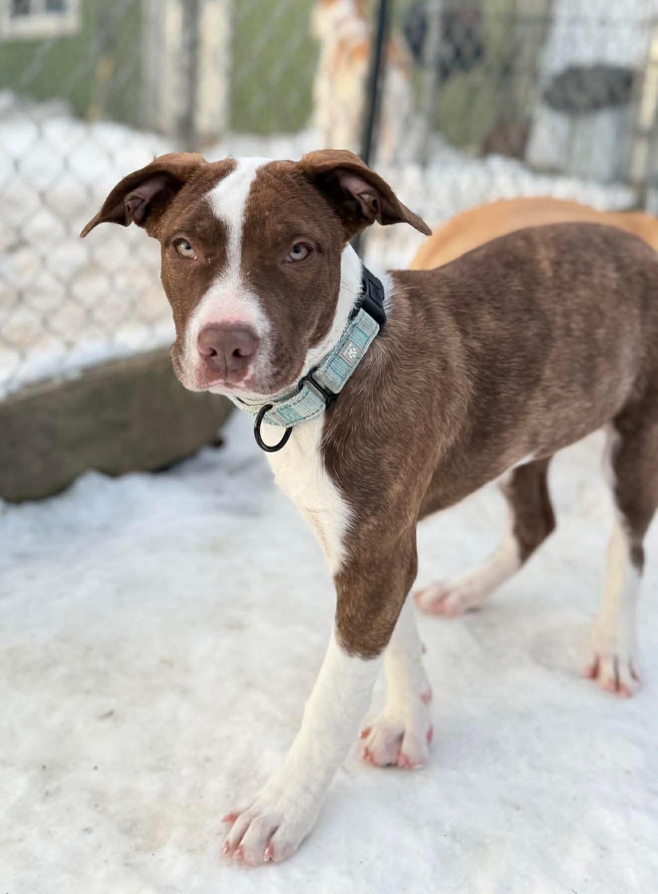 Ophelia , ADOPTABLE, Puppy Female Mixed Breed.