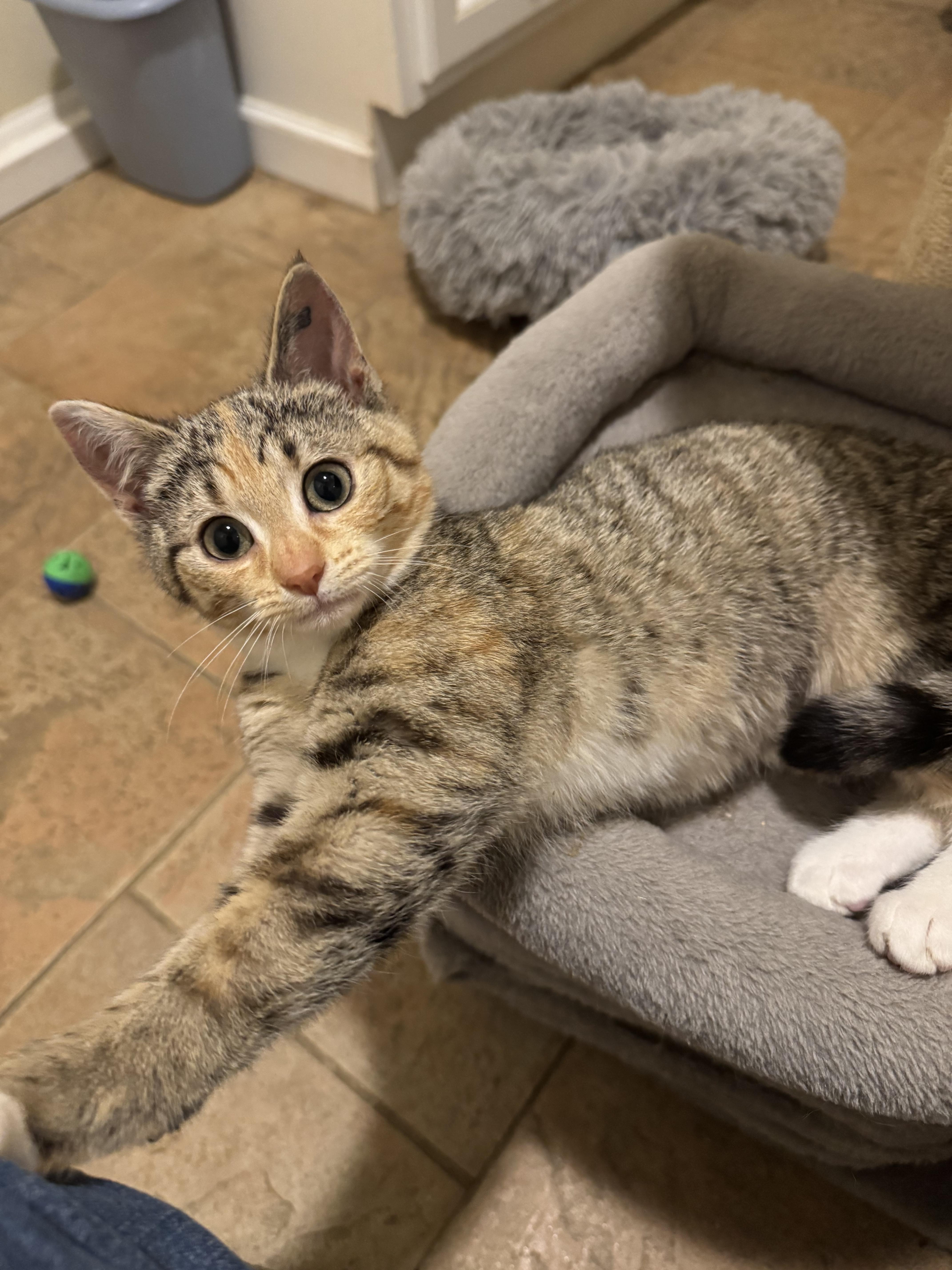 Enlarge HAPPY, a ADOPTABLE mixed breed in North East, MD image 2/4