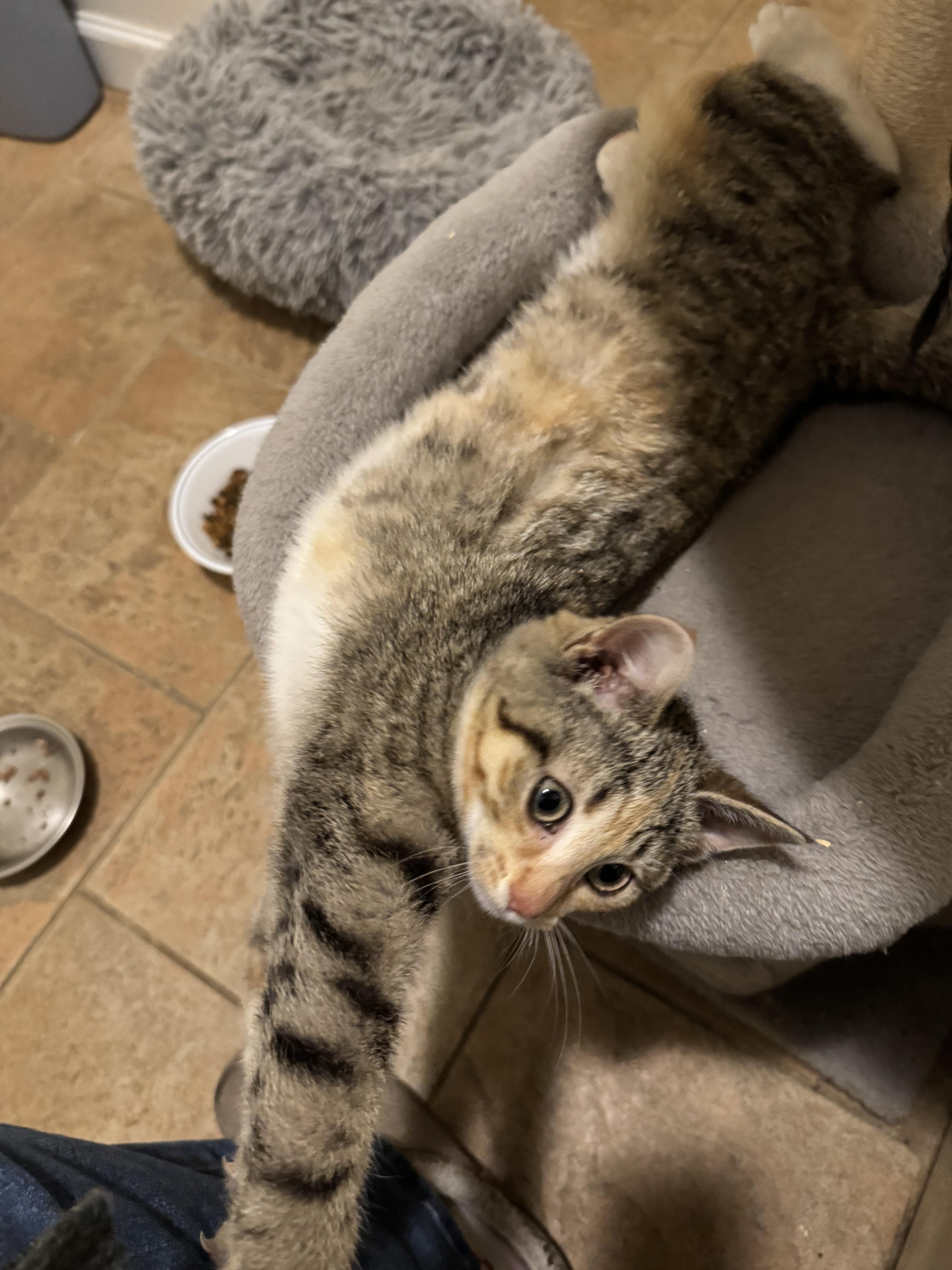 Enlarge HAPPY, a ADOPTABLE mixed breed in North East, MD image 3/4