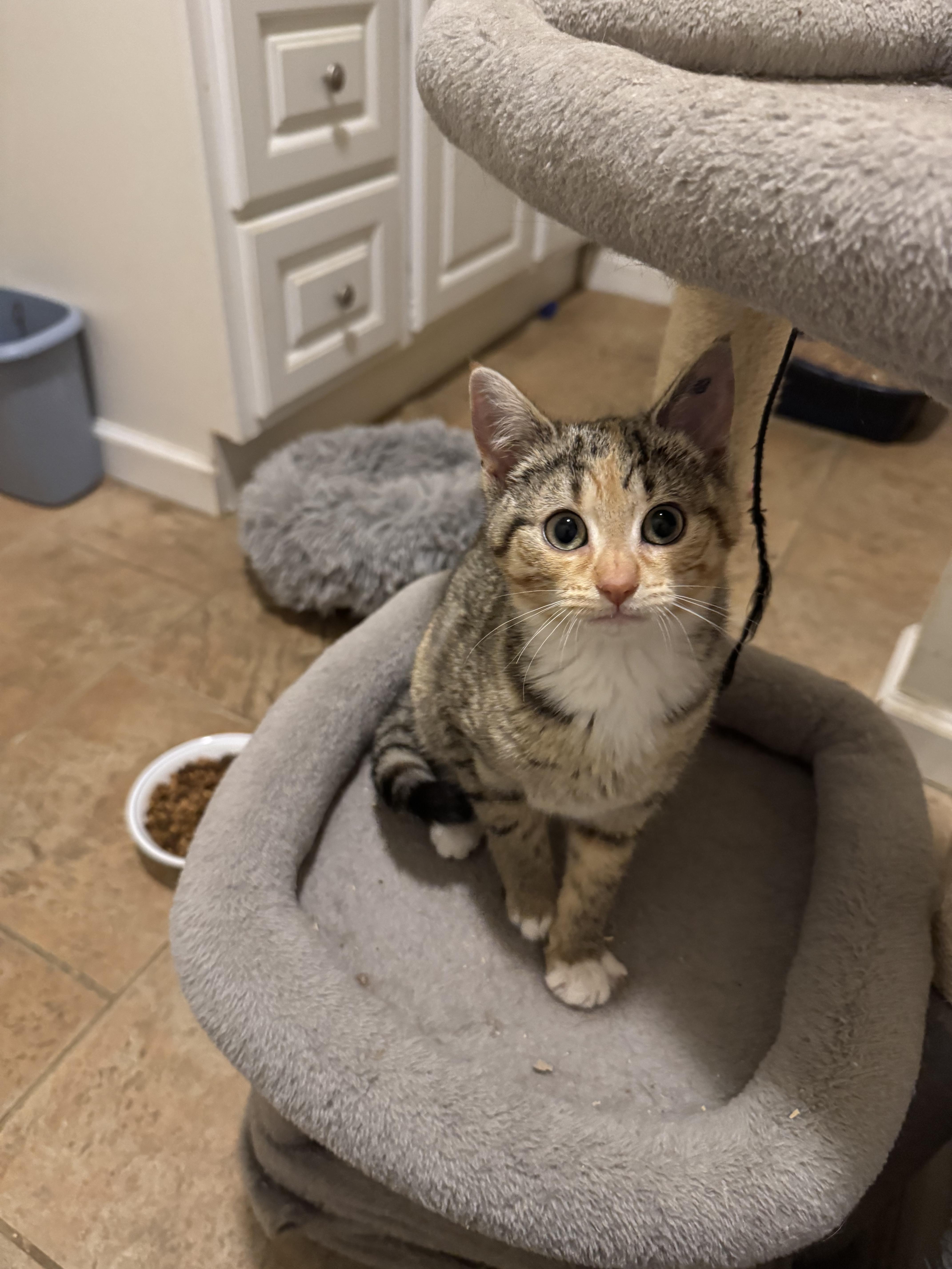 Enlarge HAPPY, a ADOPTABLE mixed breed in North East, MD image 4/4