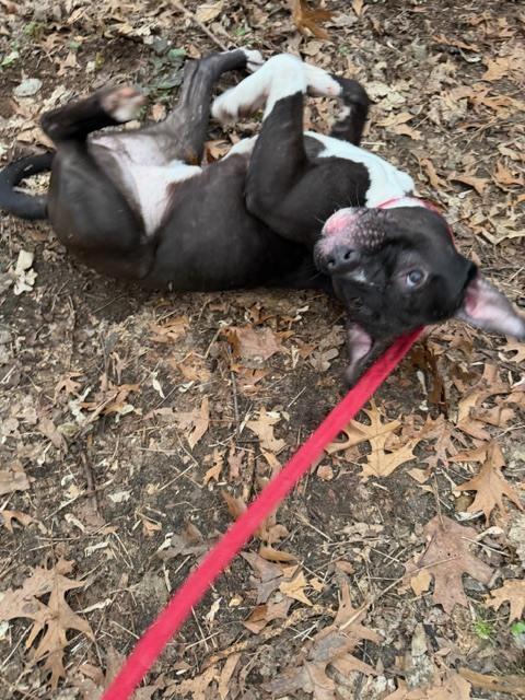 Enlarge Ace, a Adoptable mixed breed in Kalamazoo, MI image 1/6