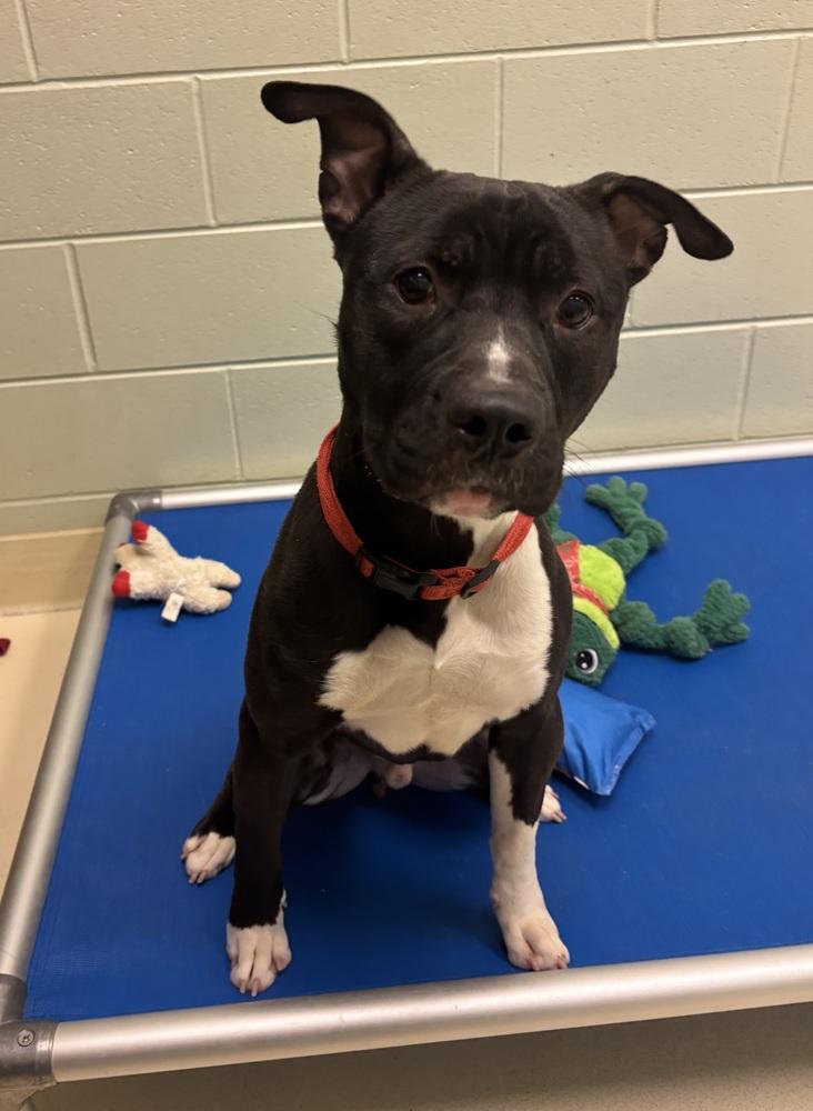 Enlarge Ace, a Adoptable mixed breed in Kalamazoo, MI image 2/6