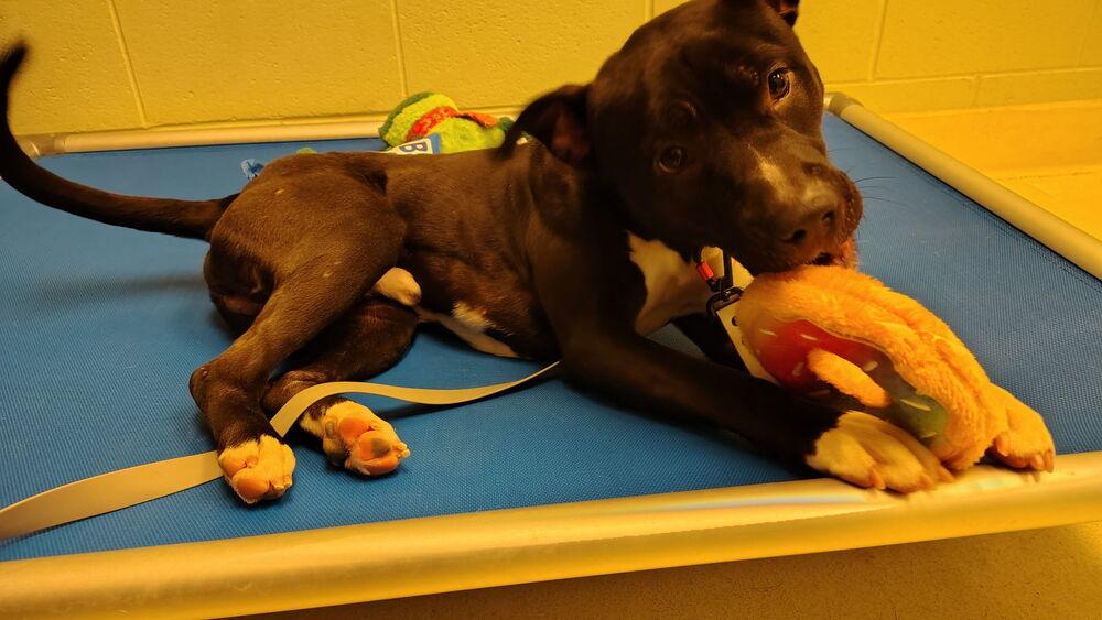 Enlarge Ace, a Adoptable mixed breed in Kalamazoo, MI image 3/6