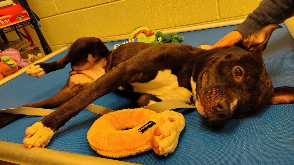 Enlarge Ace, a Adoptable mixed breed in Kalamazoo, MI image 6/6