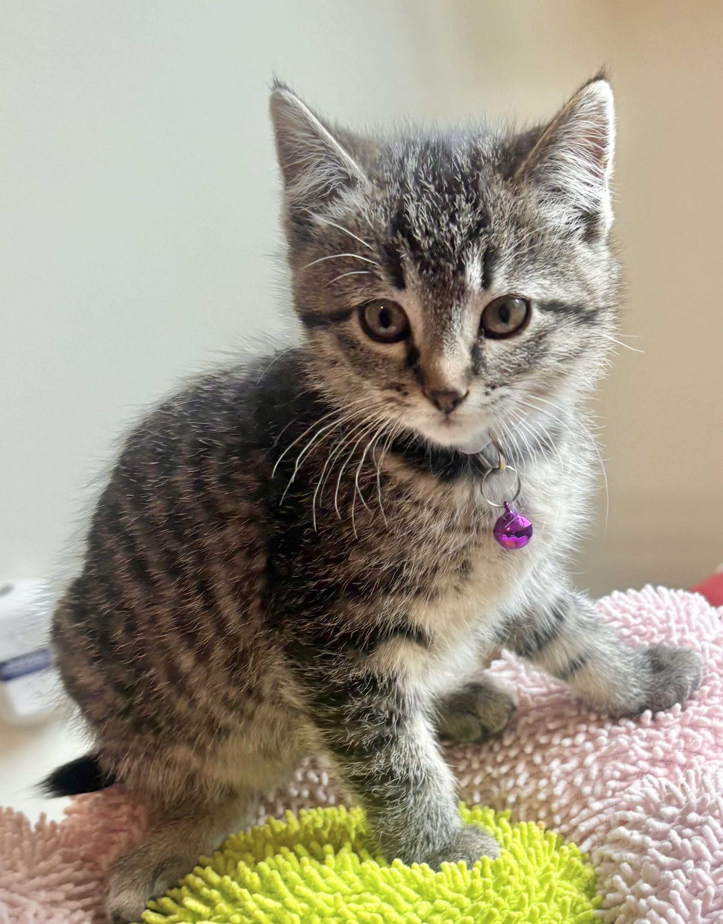 Enlarge Mary Jane, a ADOPTABLE Tabby in GALESVILLE, WI image 2/6