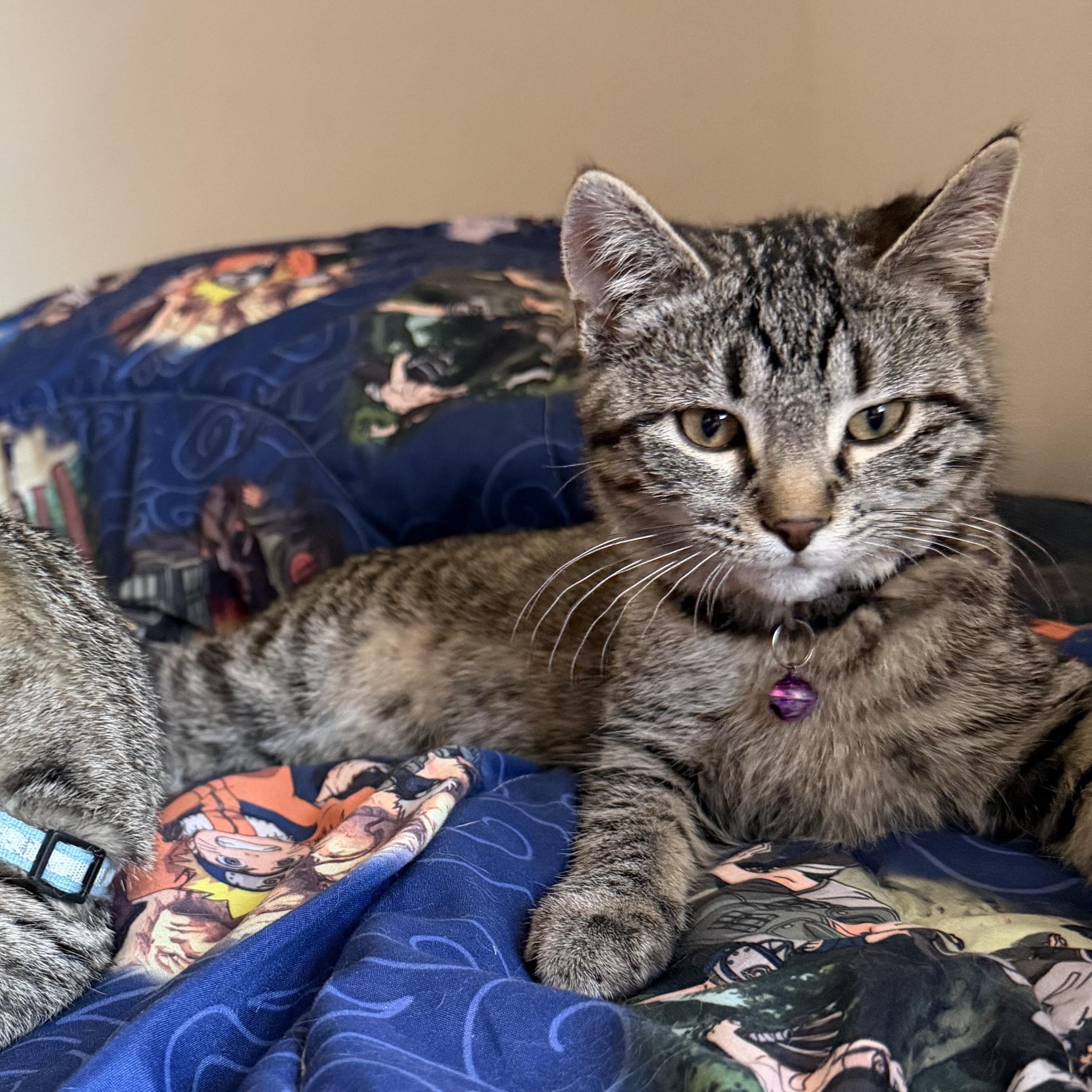 Enlarge Mary Jane, a Adoptable Tabby in GALESVILLE, WI image 3/6