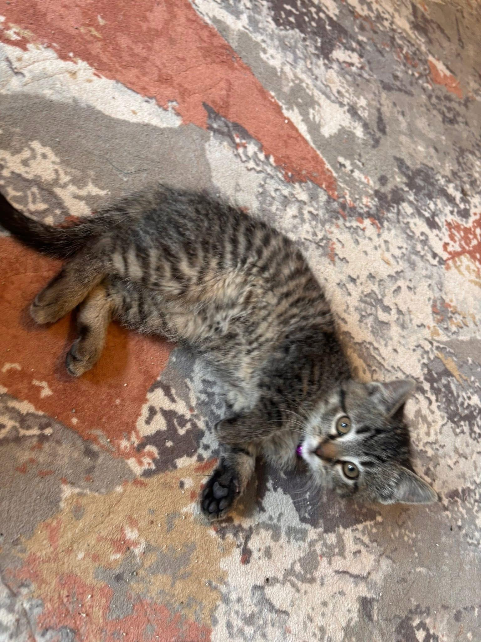 Enlarge Mary Jane, a ADOPTABLE Tabby in GALESVILLE, WI image 3/6