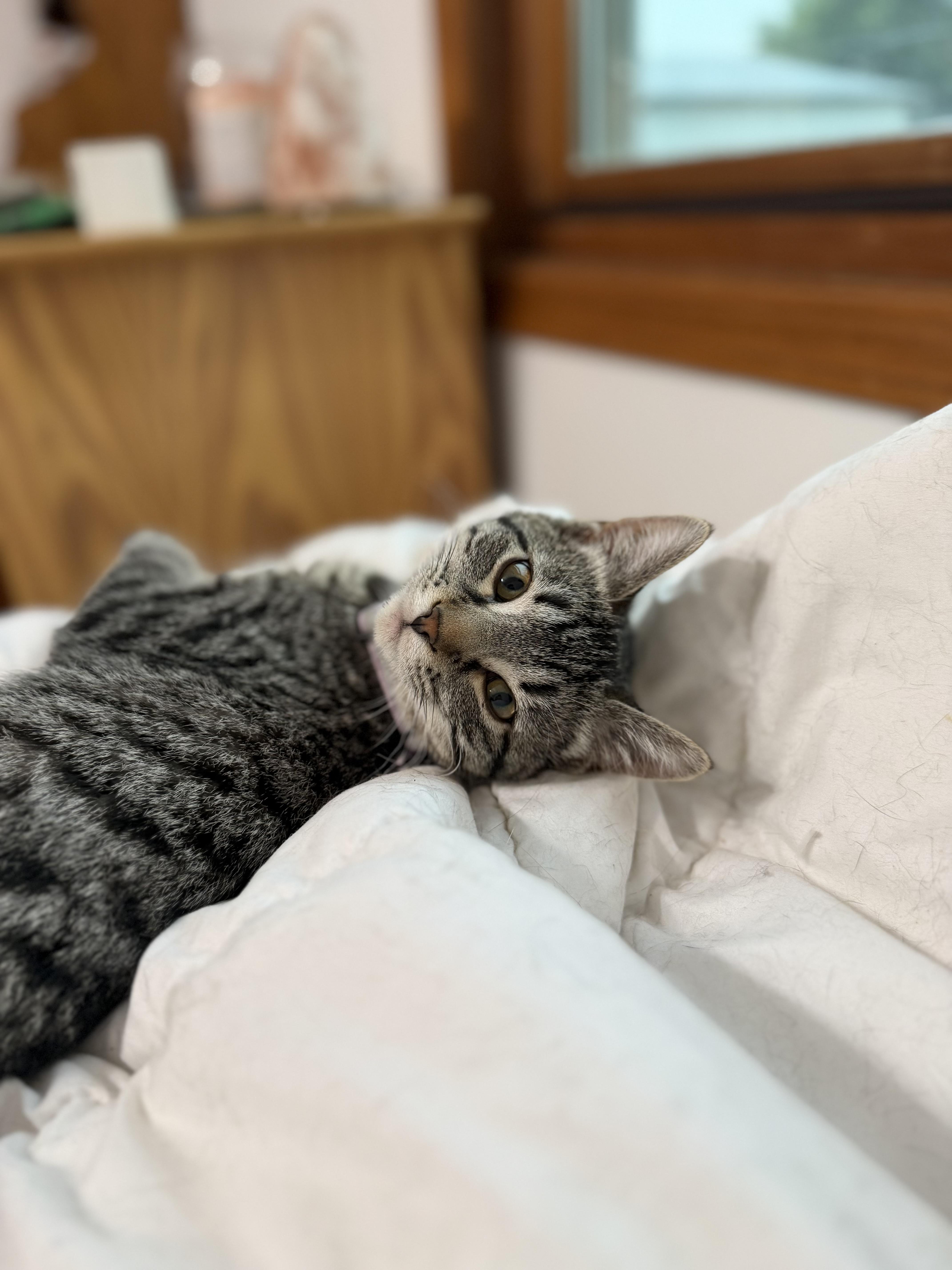 Enlarge Mary Jane, a Adoptable Tabby in GALESVILLE, WI image 6/6