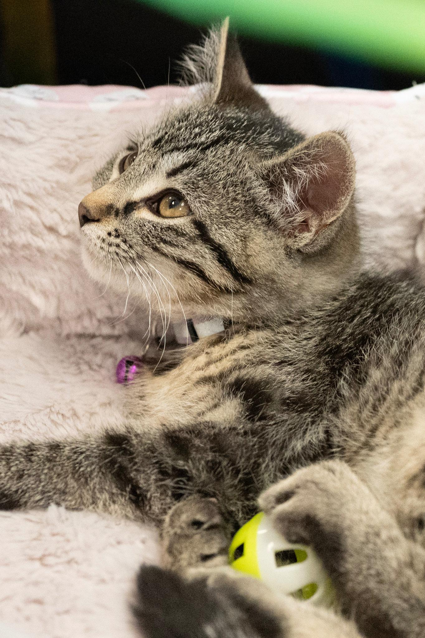 Enlarge Mary Jane, a ADOPTABLE Tabby in GALESVILLE, WI image 4/6