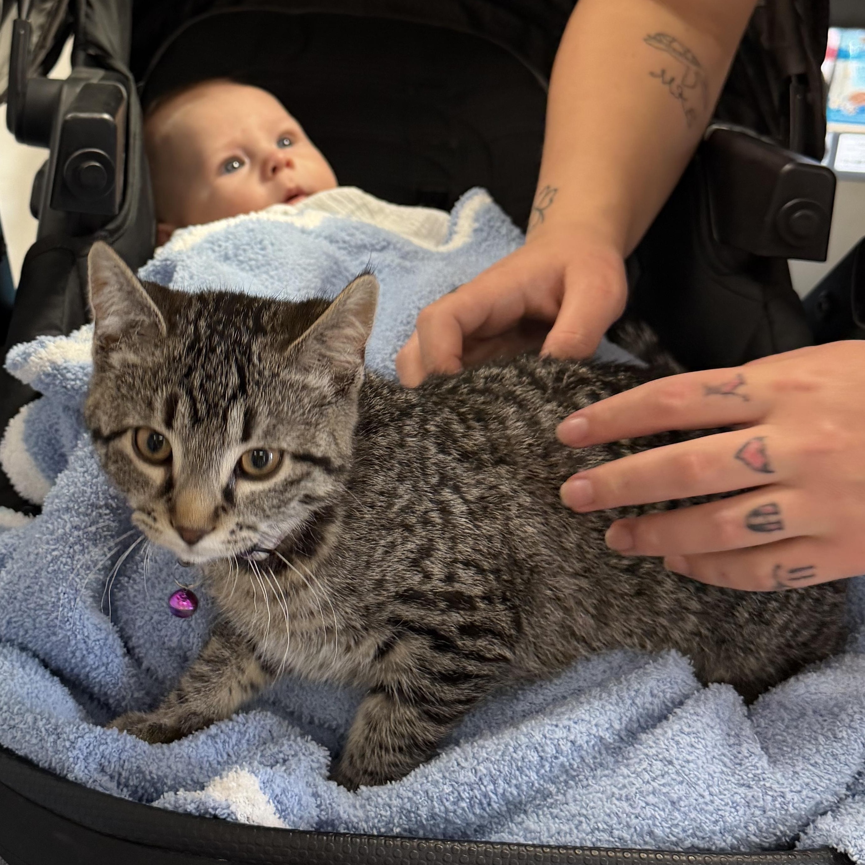 Enlarge Mary Jane, a Adoptable Tabby in GALESVILLE, WI image 4/6
