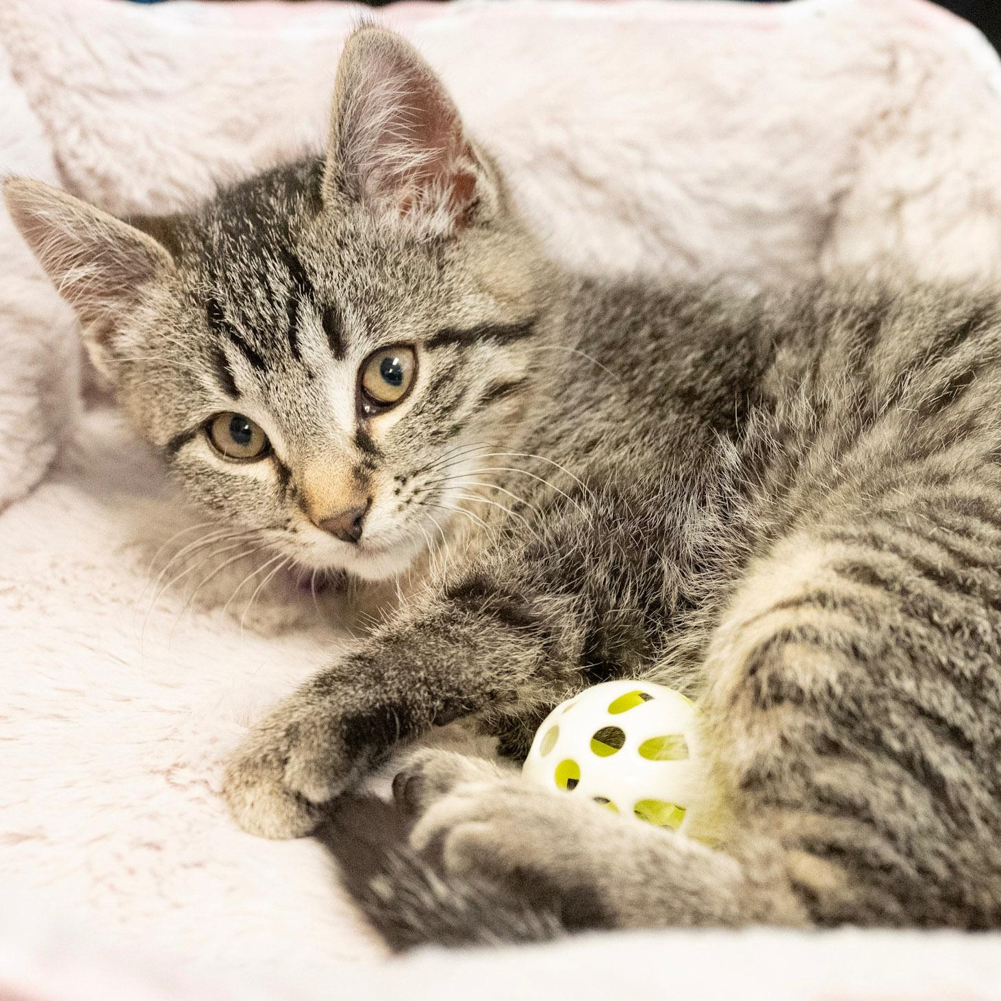 Enlarge Mary Jane, a ADOPTABLE Tabby in GALESVILLE, WI image 1/6