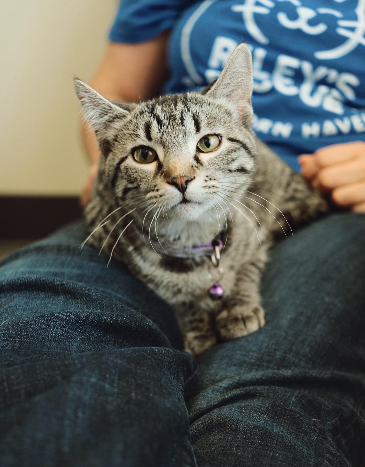 Enlarge Mary Jane, a Adoptable Tabby in GALESVILLE, WI image 2/6