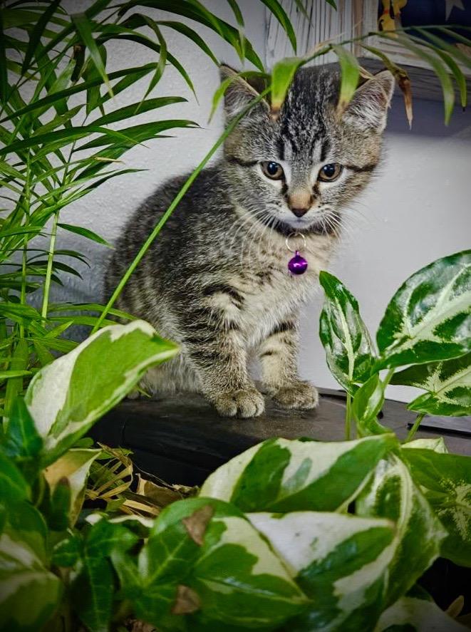 Enlarge Mary Jane, a ADOPTABLE Tabby in GALESVILLE, WI image 5/6