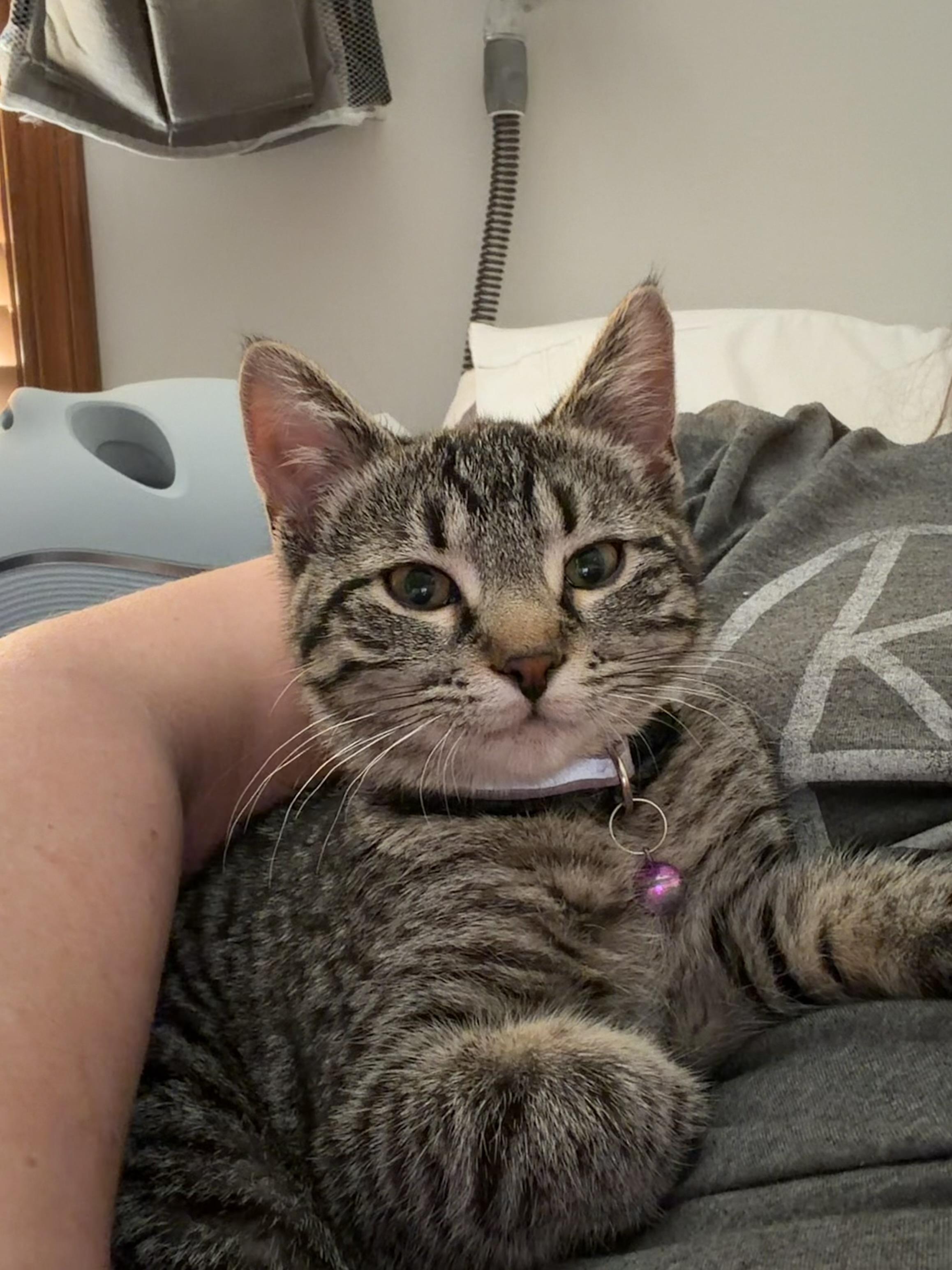 Enlarge Mary Jane, a Adoptable Tabby in GALESVILLE, WI image 1/6