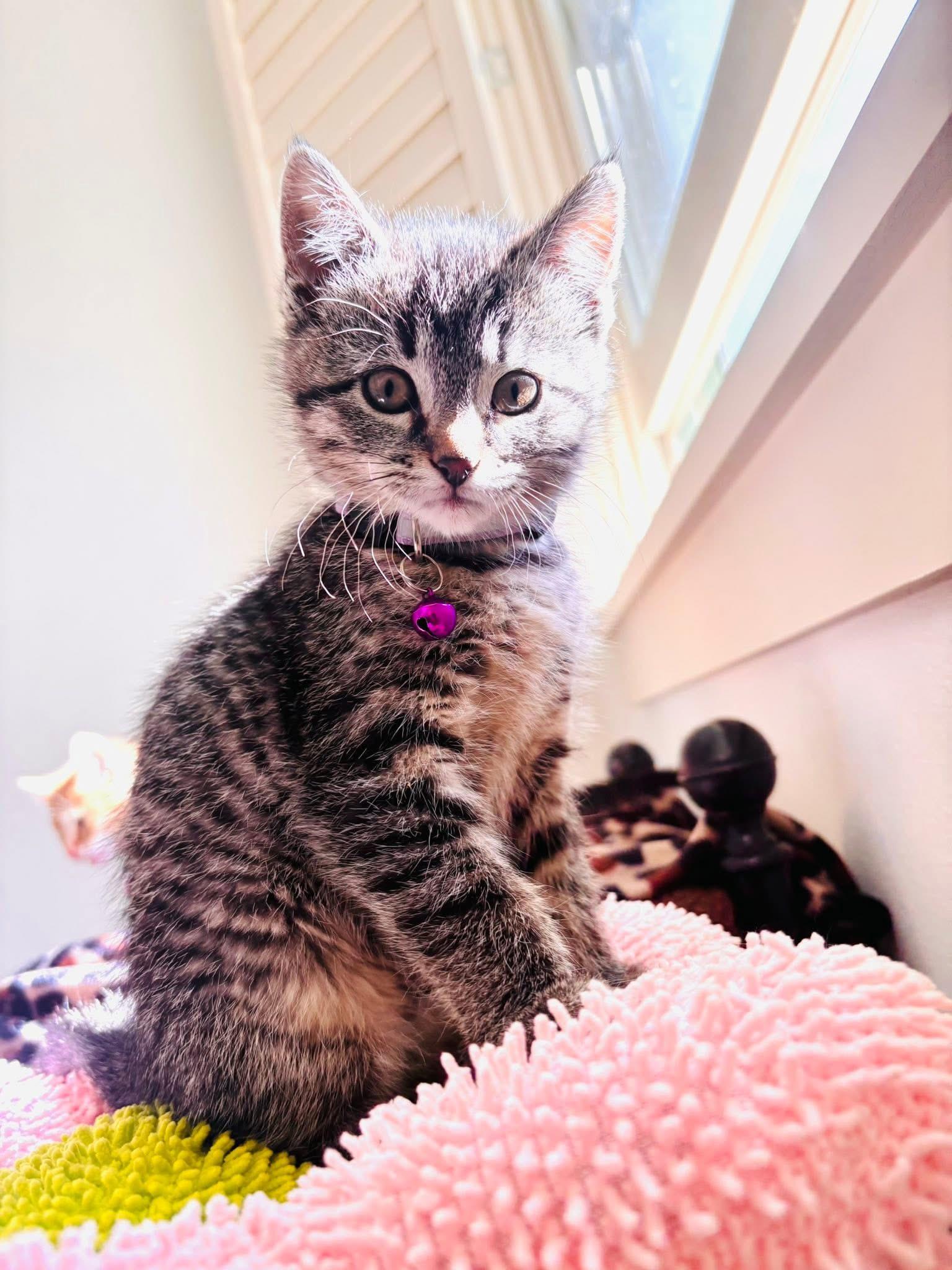 Enlarge Mary Jane, a ADOPTABLE Tabby in GALESVILLE, WI image 6/6