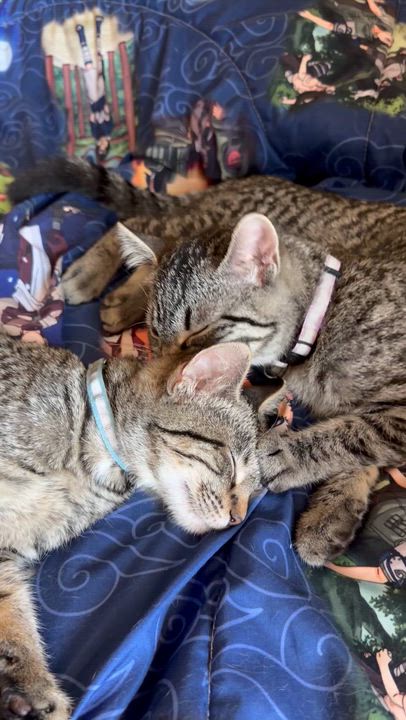Enlarge Mary Jane, a Adoptable Tabby in GALESVILLE, WI video 5/6