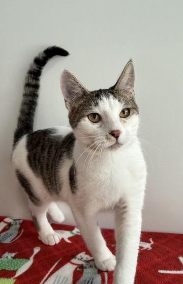 Enlarge Leo, a Adoptable mixed breed in Sultan, WA image 1/3