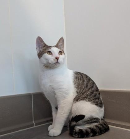 Enlarge Leo, a Adoptable mixed breed in Sultan, WA image 2/3