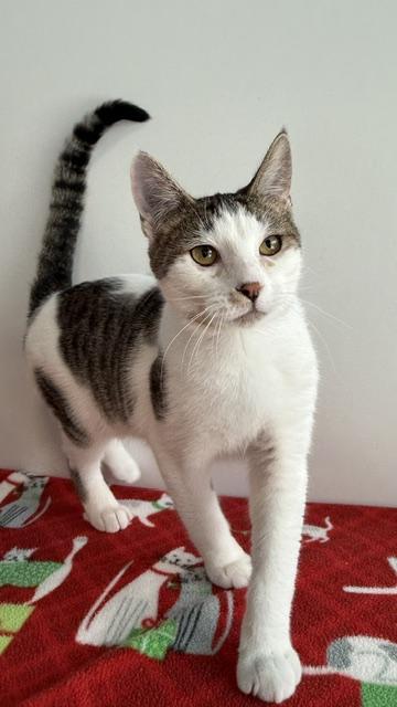 Enlarge Leo, a Adoptable mixed breed in Sultan, WA image 1/1