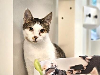 Leo, Adoptable, Adult Male Domestic Short Hair & Domestic Short Hair.