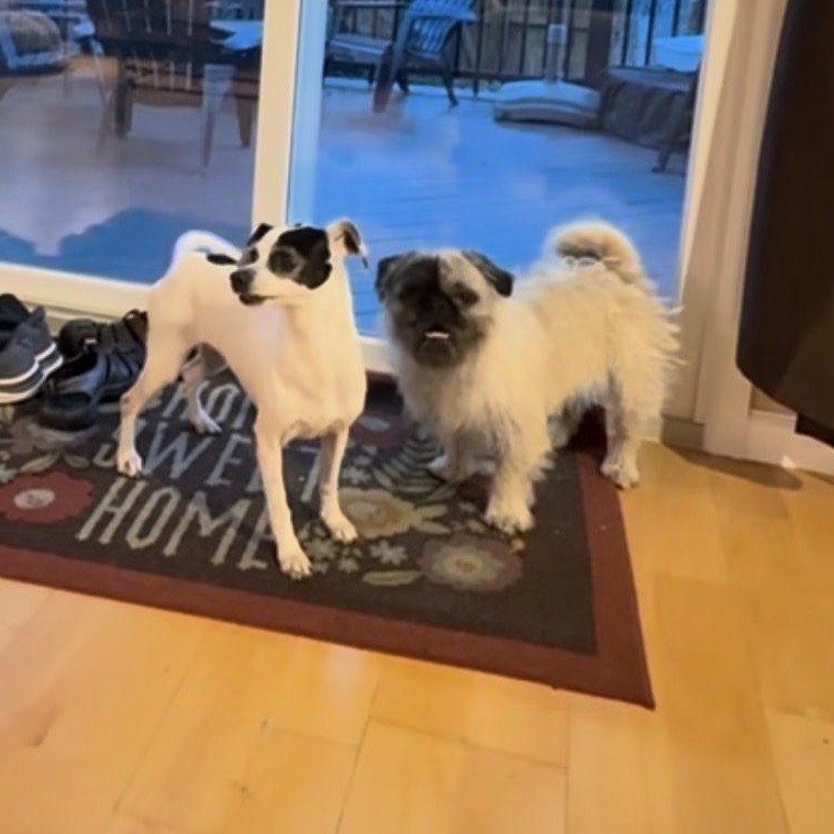 Enlarge Sid, an adopted Pug in Mead, CO image 2/6