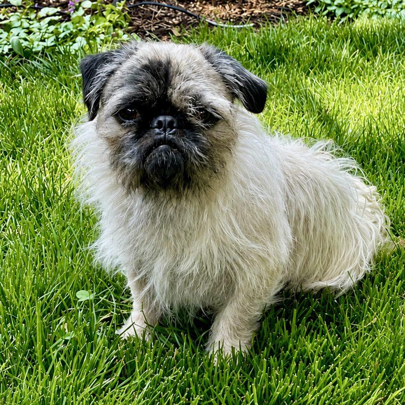 Enlarge Sid, an adopted Pug in Mead, CO image 1/6