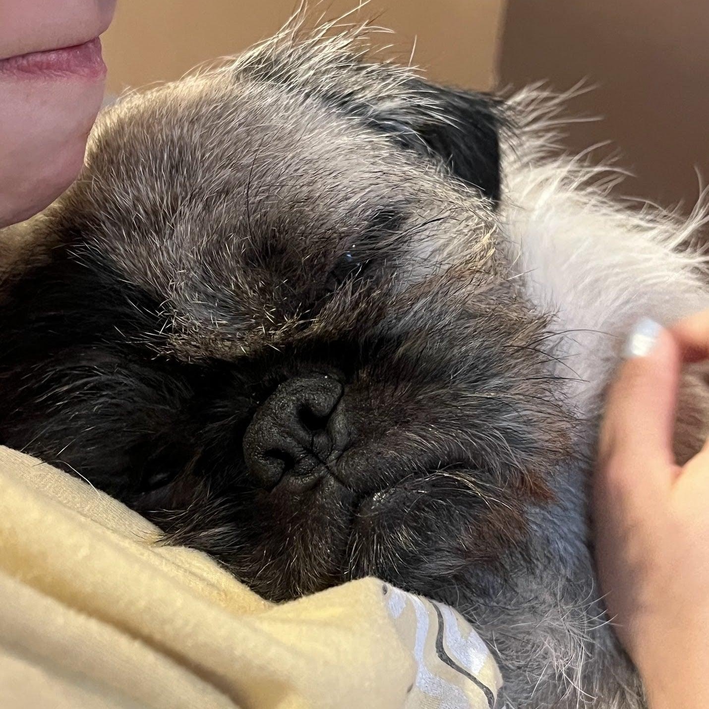 Enlarge Sid, an adopted Pug in Mead, CO image 6/6