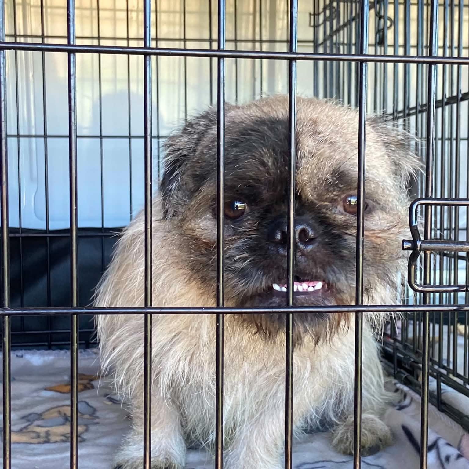 Enlarge Sid, an adopted Pug in Mead, CO image 5/6