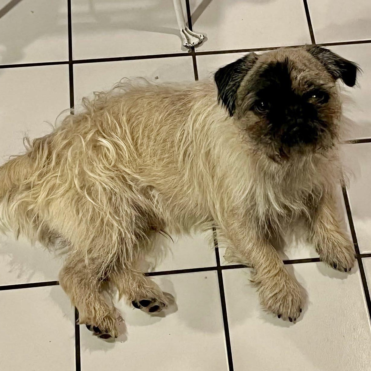Enlarge Sid, an adopted Pug in Mead, CO image 4/6