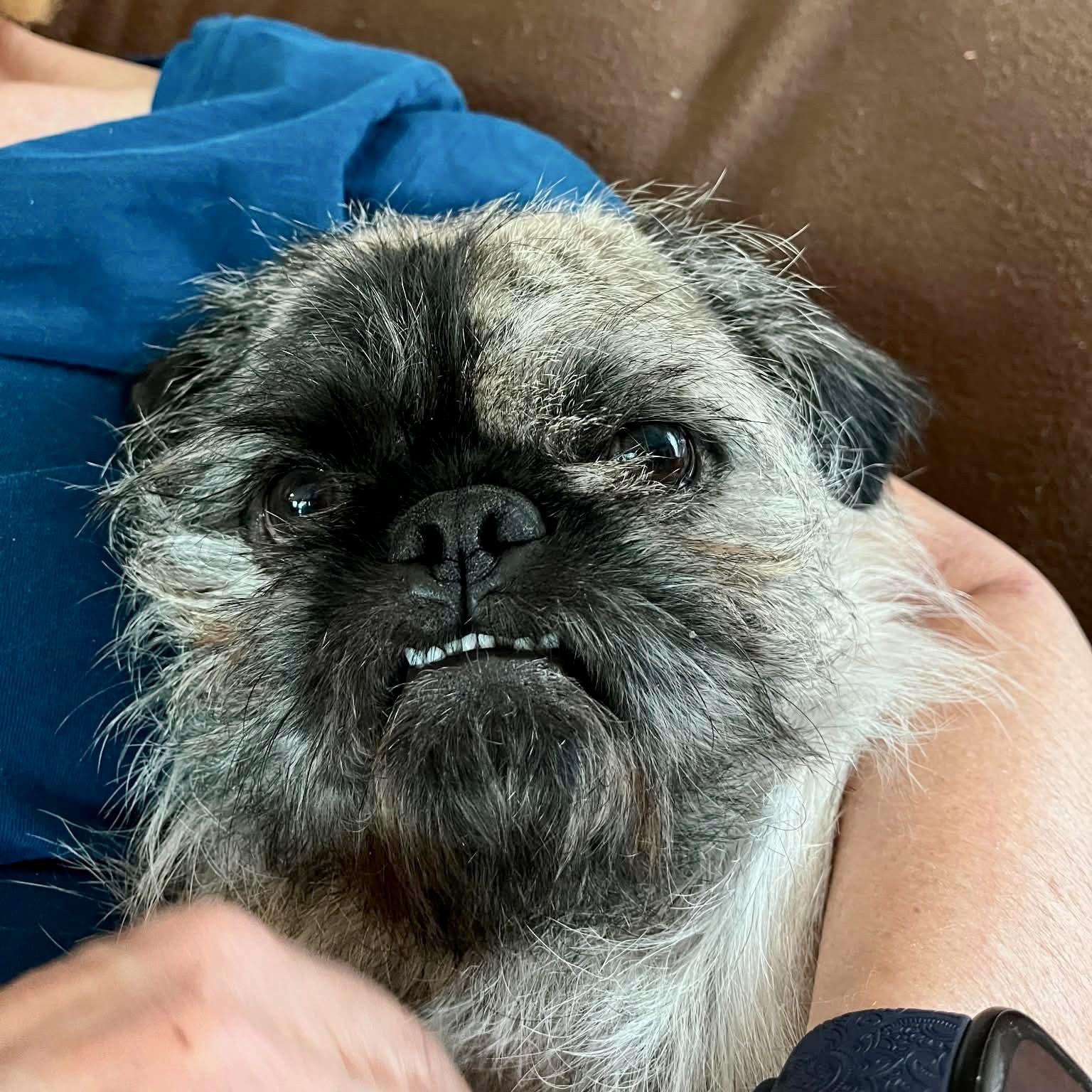 Enlarge Sid, an adopted Pug in Mead, CO image 3/6