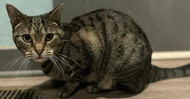 Harris, Adoptable, Adult Male Domestic Short Hair.